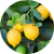 Citrusextrakt